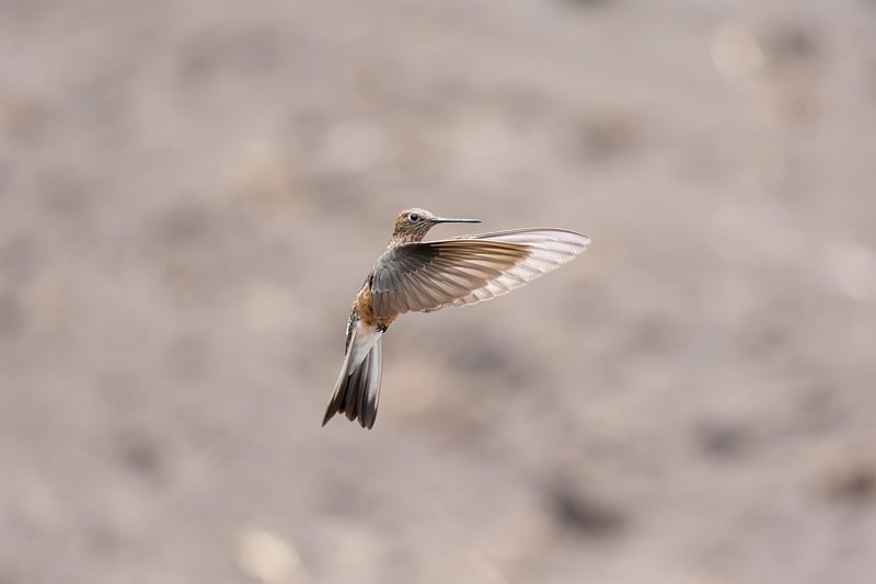Hummingbird Havens